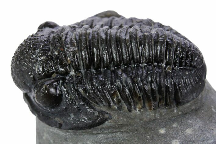 Detailed Gerastos Trilobite Fossil - Morocco #347358